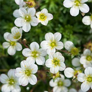 Камнеломка арендса "Pixie White"