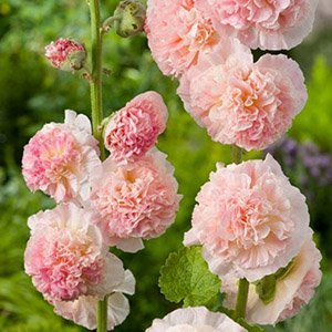 Мальва розовая "Chater's Double Salmon Pink"