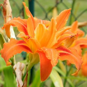 Лилейник "Kwanso Variegata"