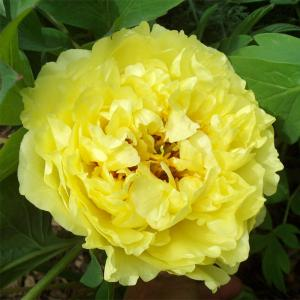 Пион ИТО "Yellow Crown"