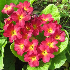 Примула Юлии "Wanda Dark Pink"