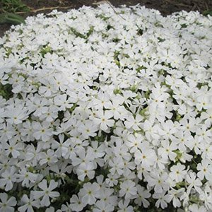 Флокс шиловидный "Maischnee"