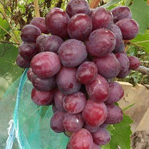 Виноград "Сенатор"