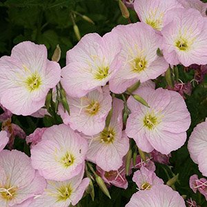 Герань кроваво-красная "Vision Pink"