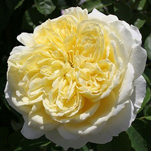 Роза "The Pilgrim"