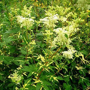 Лабазник (таволга) вязолистный "Variegata"