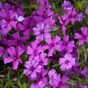 Флокс шиловидный "Early Spring Dark Pink"