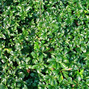 Пахизандра верхушечная "Green Sheen"
