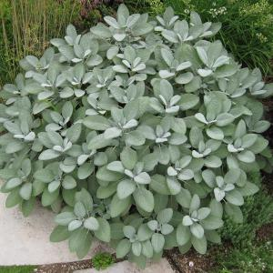 Шалфей лекарственный "Berggarten Silver"