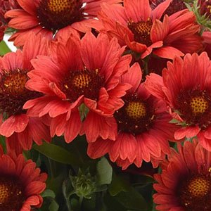 Гайлардия крупноцветковая "Mesa Red"