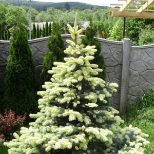 Ель колючая "Bialobok"