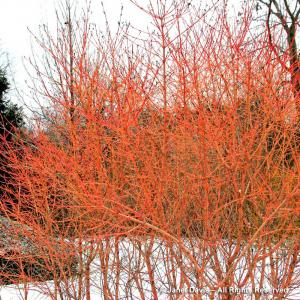 Дерен кроваво-красный "Winter Beauty"