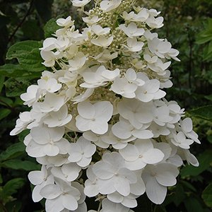 Гортензия метельчатая "Kyushu"
