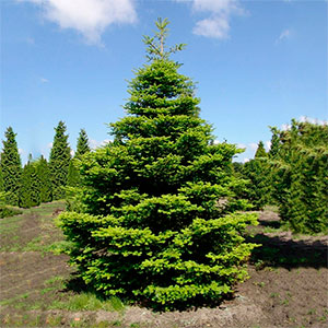 Пихта корейская