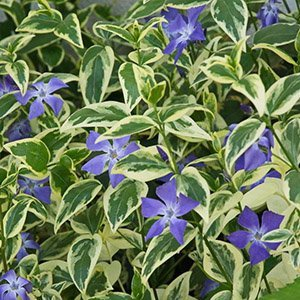 Барвинок малый "Variegata"