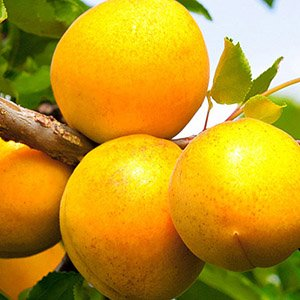Абрикос "Кичигинский"