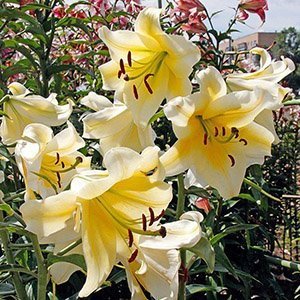 Лилия "Honeymoon"