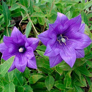 Платикодон (Ширококолокольчик) крупноцветковый "Hakone Blue"