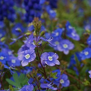 Вероника колосистая "Georgia Blue"