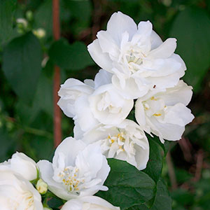 Чубушник "Girandole"