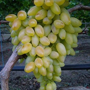 Виноград кишмиш "Столетие"