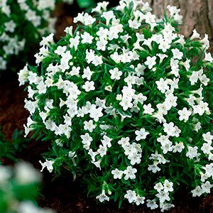 Литодора раскидистая "Alba"