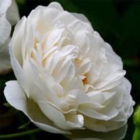 Шиповник (роза) сортовой "Madame Plantier"