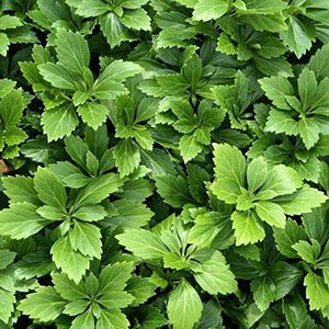 Пахизандра верхушечная "Green Carpet"