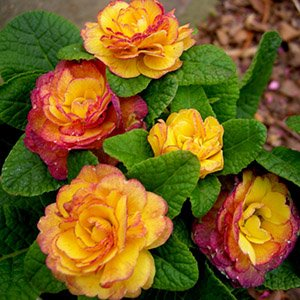 Примула бесстебельная "Belarina Nectarine"