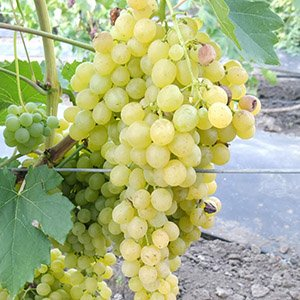 Виноград кишмиш "Вайт Флейм"