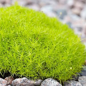 Мшанка шиловидная "Lime Moss"