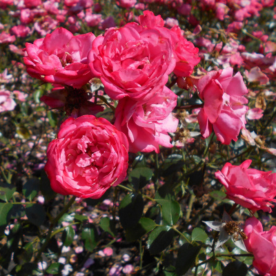 Роза "Bella Rosa"