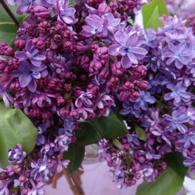 Сирень "Violetta"