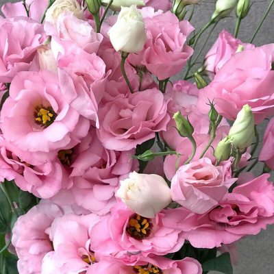 Эустома двухцветковая "Advantage Pink"