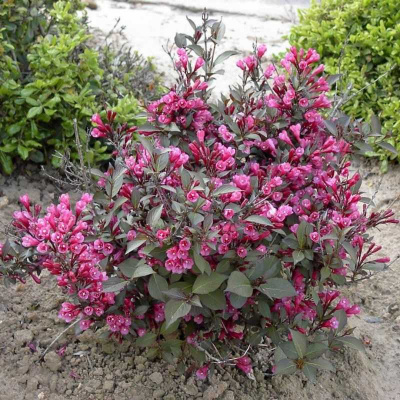 Вейгела "Purpurea Nana"
