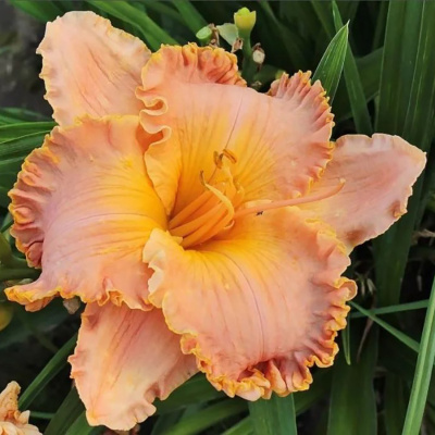 Лилейник "Spacecoast Starburst"