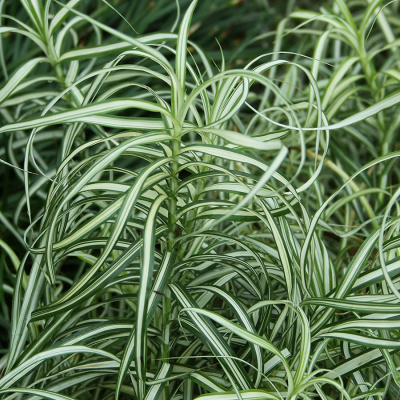 Осока пальмолистная "Variegata"