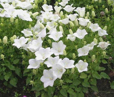 Колокольчик карпатский "Pearl White"