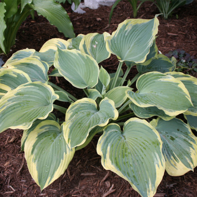 Хоста "Earth Angel"