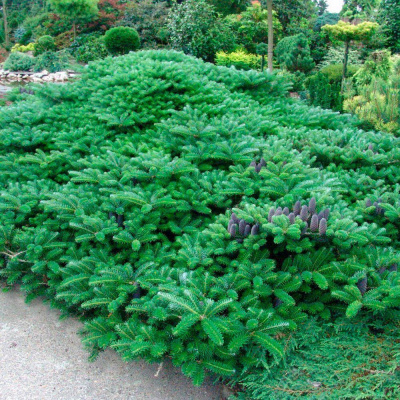 Пихта корейская "Green Carpet"