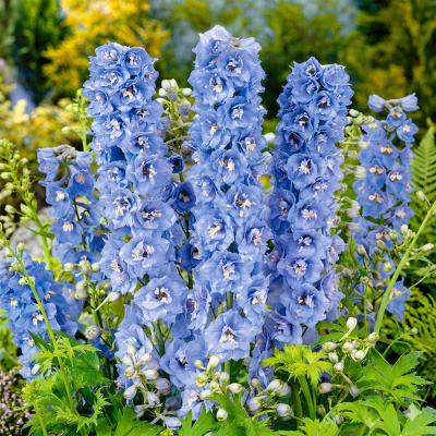 Дельфиниум "Magic Fountains Sky Blue White Bee"