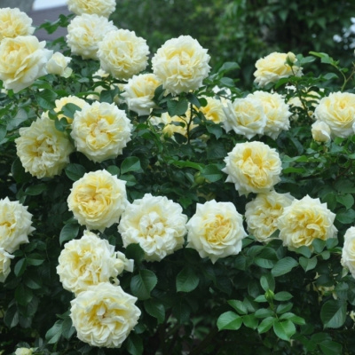 Роза "Nadia Meillandecor"