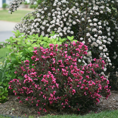 Вейгела "Purpurea Nana"