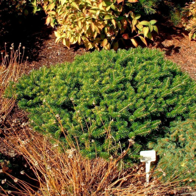Пихта корейская "Green Carpet"