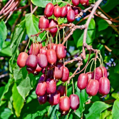 Актинидия аргута "Scarlet September Kiwi"