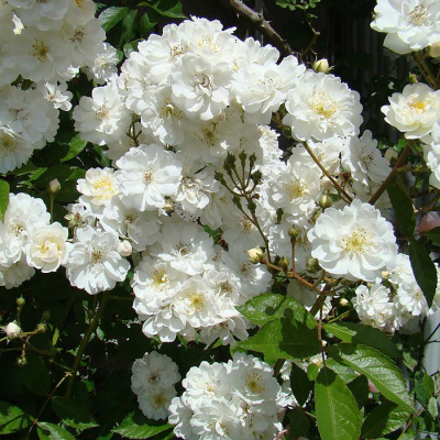 Роза "Guirlande d'Amour"