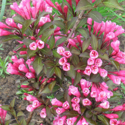Вейгела "Purpurea Nana"