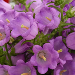 Колокольчик средний "Campana Lilac"