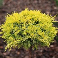 Можжевельник средний "Yellow Sapphire"