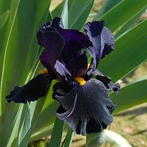 Ирис бородатый "Black Knight"